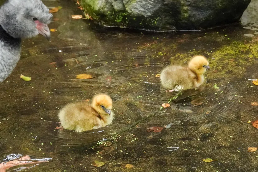 de ouders vetten de donsveren in waardoor hun zachte goudgele verenkleed waterdicht is