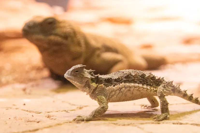de padhagedissen vonden de andere dieren eerst wat spannend maar zij zijn nu aan elkaar gewend