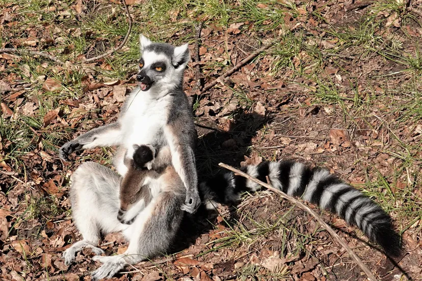 de ringstaartmaki komt in het wild alleen voor op madagaskar een eiland bij de kust van zuid afrika