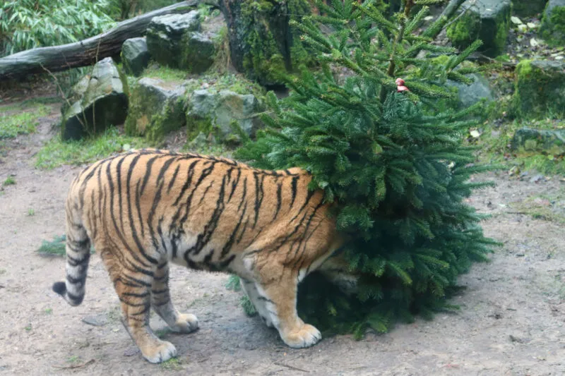 de tijgers gaan direct op de kerstbomen af e1608718560308