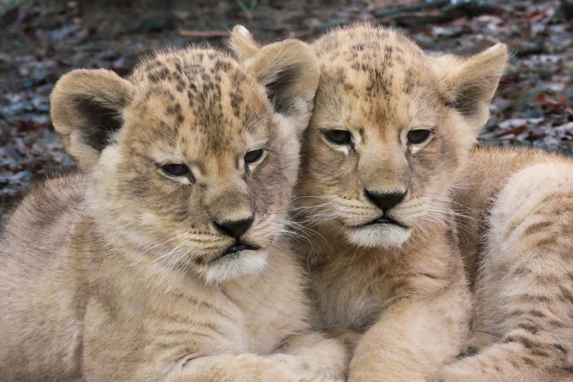de twee leeuwenwelpjes 1