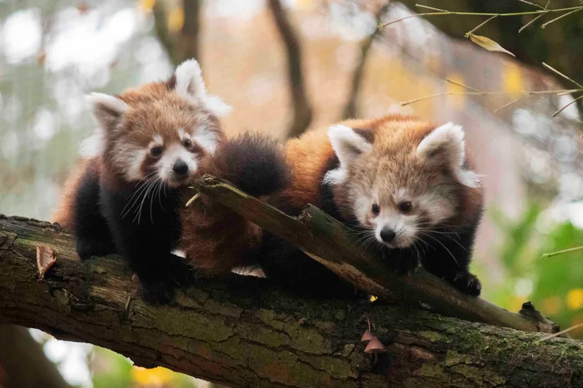 de twee onlangs geboren rode pandas in dierenpark amersfoort hebben een naam gekregen