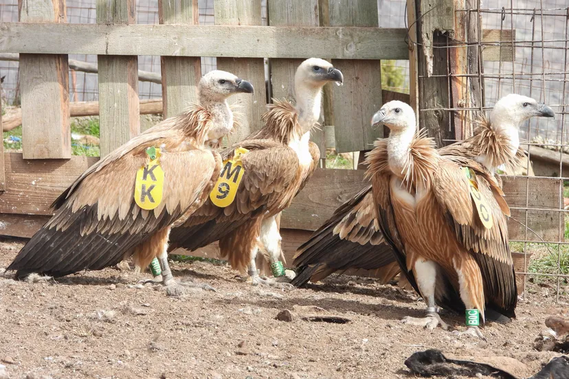 de wingtag zit vast aan de veren waardoor de gieren er geen last van ervaren