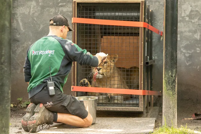 dierenpark amersfoort traint de leeuwen onder andere om hun gezondheid te meten om hen voor te bereiden op transport of om medische handelingen te kunnen verrichten