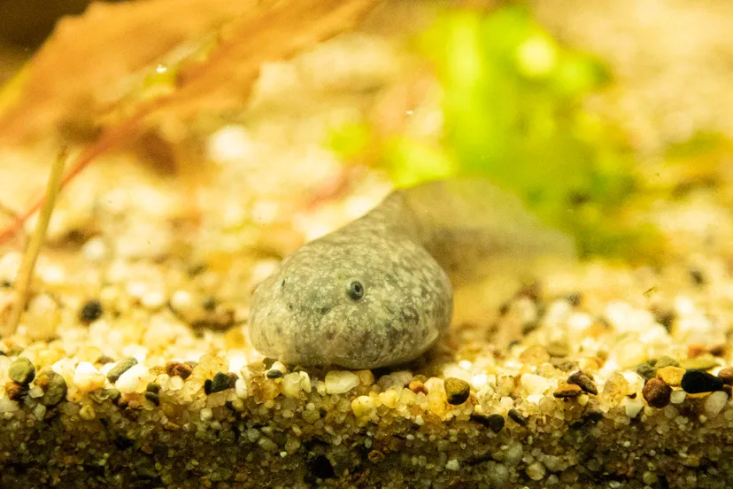 dit is de eerste keer dat dierenpark amersfoort kweekt met deze diersoort