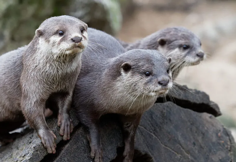 drie otters in dierenpark amersfoort e1553626553126