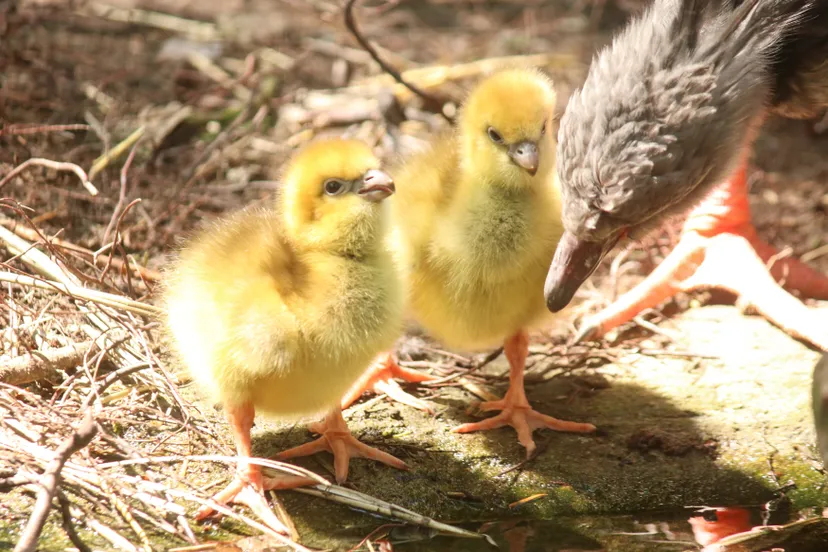 drie screamers geboren in dierenpark amersfoort
