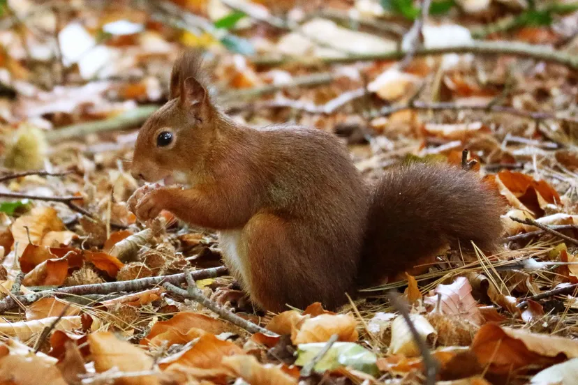 eekhoorn in dierenpark amersfoort