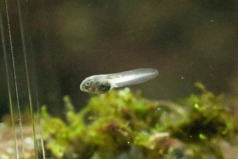 een zeer bijzondere gebeurtenis want dit dier is nagenoeg uitgestorven in het wild