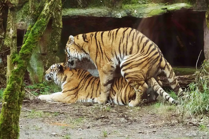 er hebben meerdere dekkingen plaatsgevonden tussen siberische tijgers angara en krai