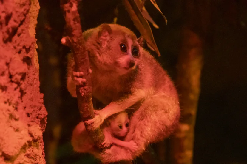 er zijn twee plompe loris geboren in dierenpark amersfoort