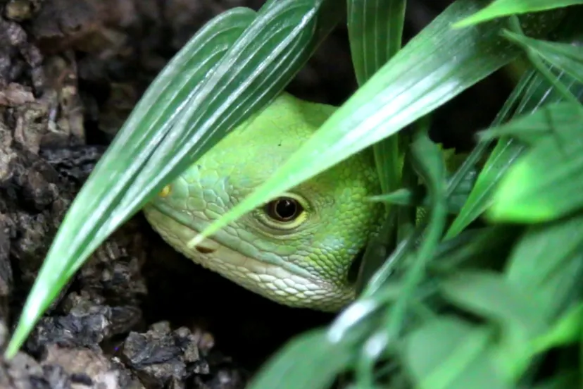fijileguaan aangekomen