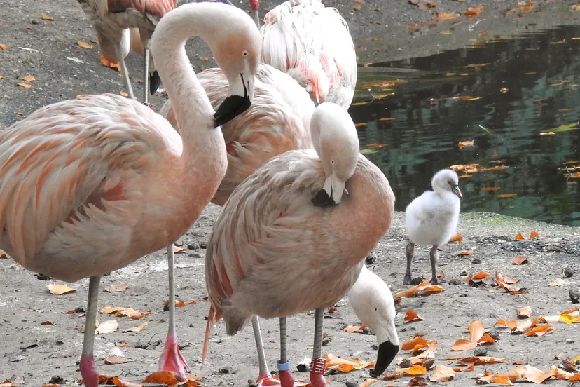 flamingokuiken loopt buiten 4