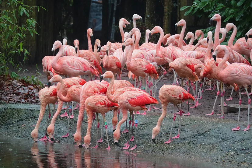 flamingos drinken bij het water