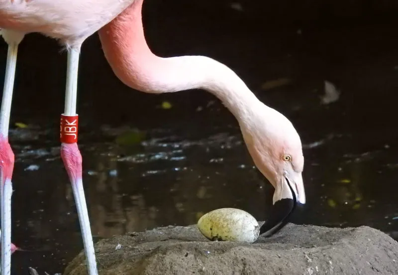 flamingos verrast door nep ei e1596723407444