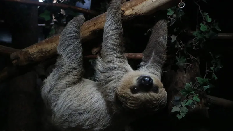 floreana hangt aan tak e1574342156999