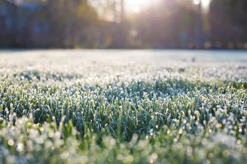 frost on grass gca53124d7 1920