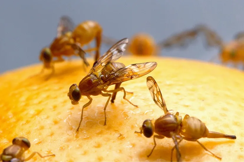 fruit flies 520905 960 720