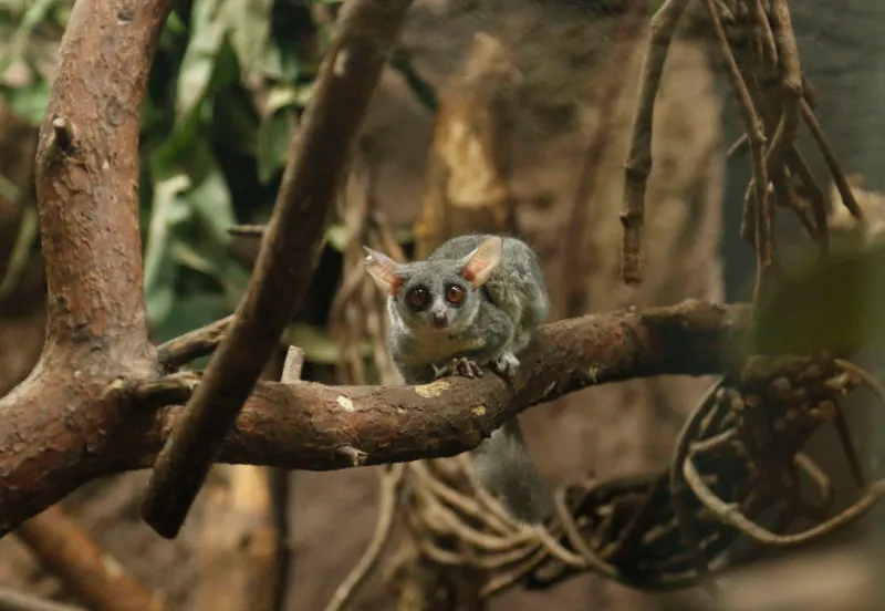 galago 1 e1595663380986