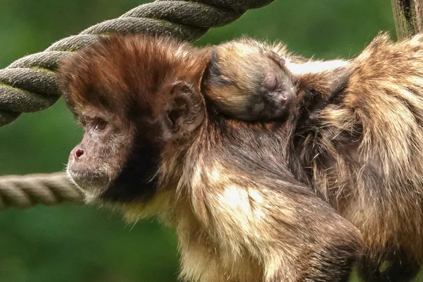 geelborstkapucijnaapje geboren in dierenpark amersfoort