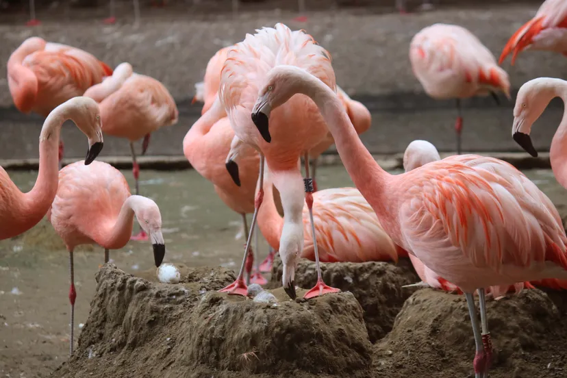 gelukkig gaat het goed met het kuiken het jong wordt uitstekend verzorgd door beide ouders