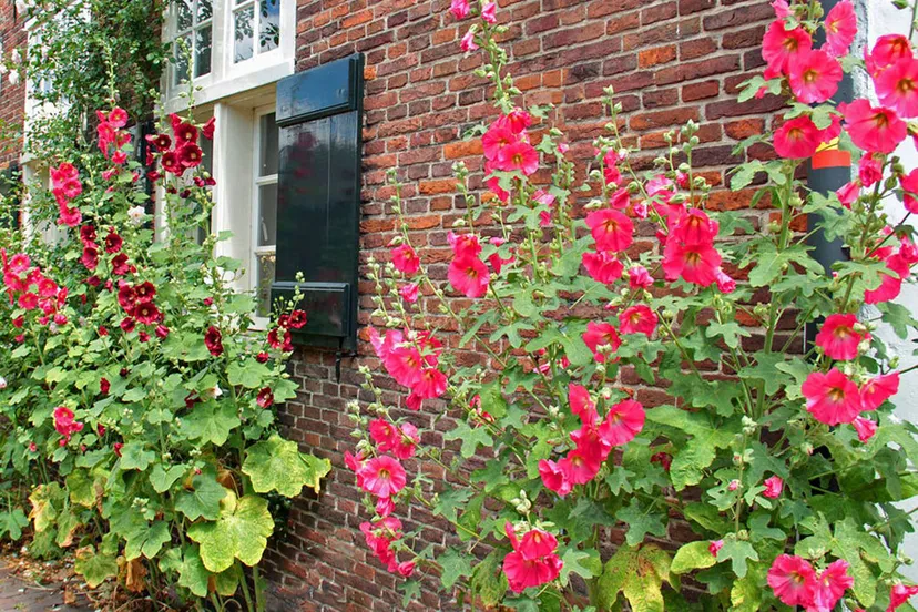 geveltuintje met de buren 1 e1558429174563