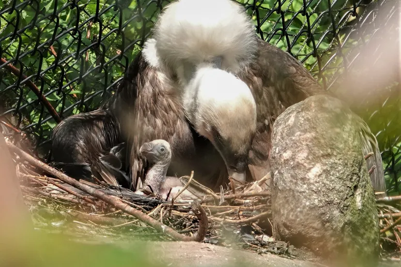 gierenkuiken succesvol geadopteerd in dierenpark amersfoort