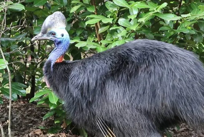 helmkasuaris horizontale foto e1491339854995