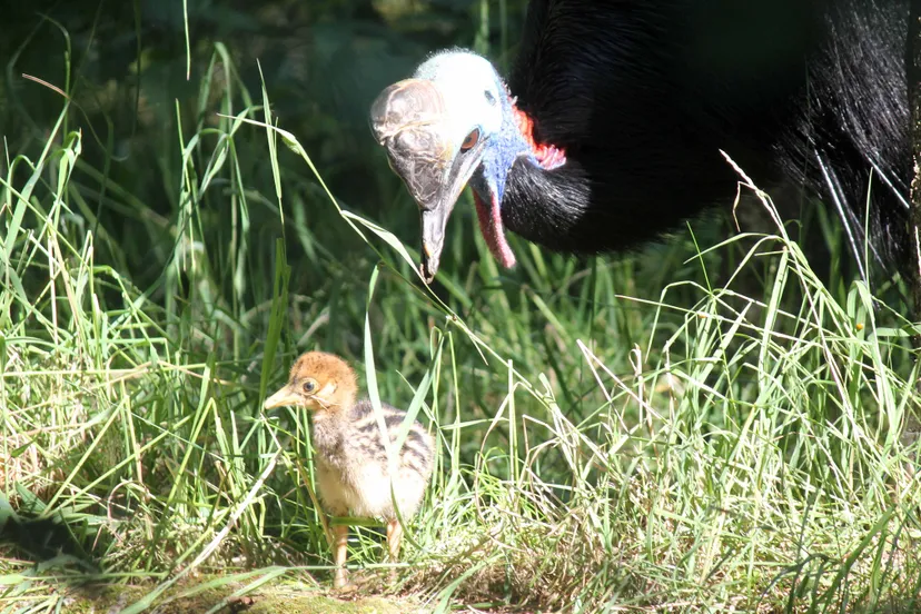 helmkasuaris jos en kuiken