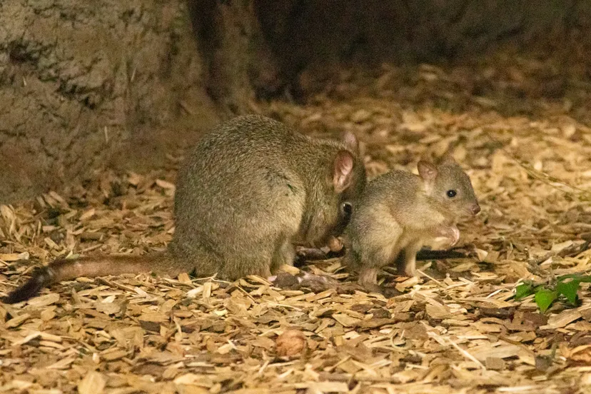 het buidelkonijn is te bewonderen in de nacht het nachtdierenhuis van dierenpark amersfoort