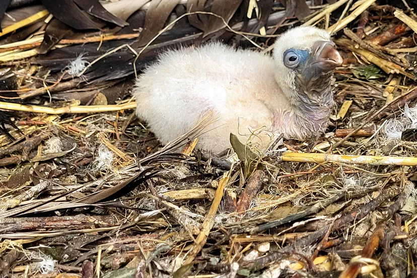 het gaat goed met het jong