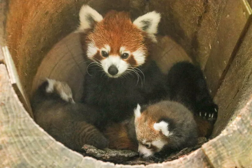 het geslacht van de twee onlangs geboren rode pandas is bekend een mannetje en een vrouwtje