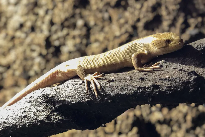 het jong is de achtste skink in het honderdduizend dierenhuis