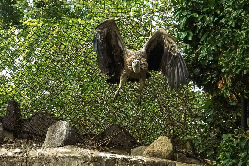 het mannetje is vijf maanden oud en slaat zijn vleugels uit