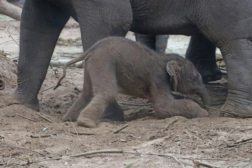 het olifantje zet de eerste stapjes in het verblijf 1