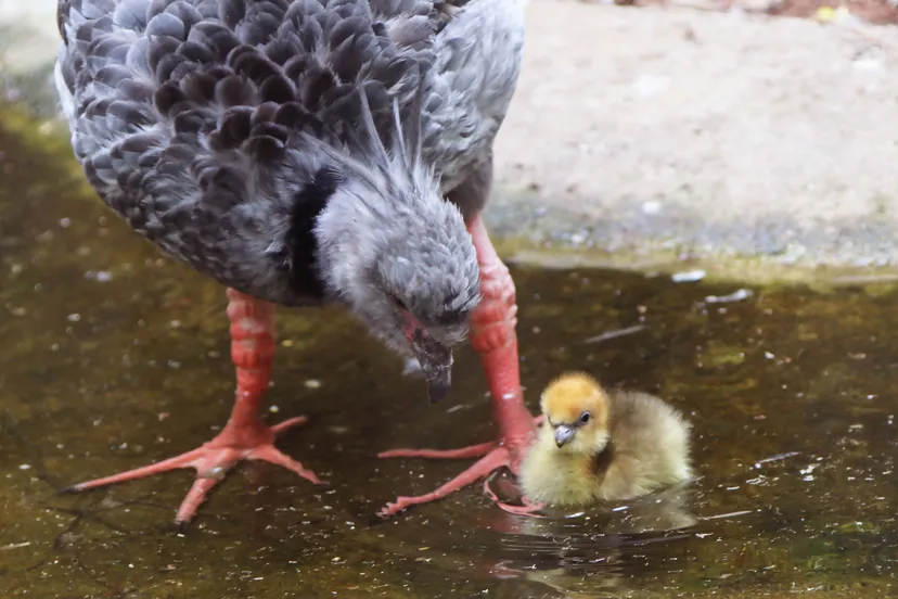 hoenderkoetkuiken neemt een duik