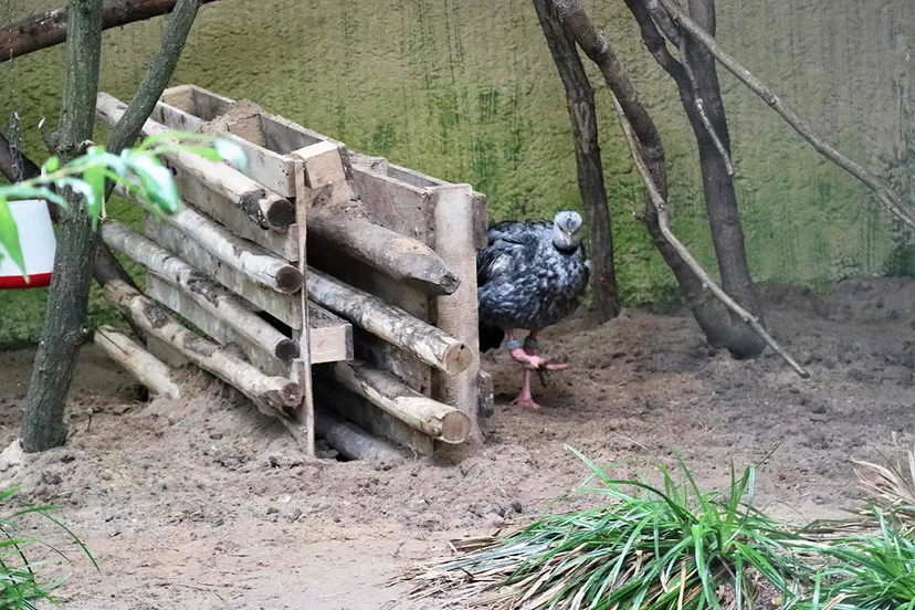 hoenderkoetvrouwtje komt nieuwsgierig tevoorschijn