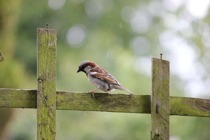 house sparrow 84647 1920