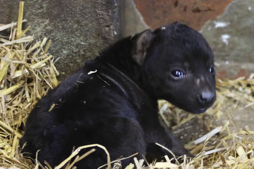 hyena geboren