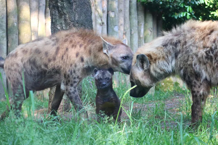 hyenajong met ouders