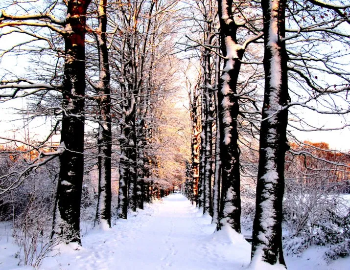 img 0926 e1512157025627