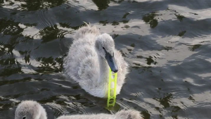 img 20170622 wa0131 e1498153969607