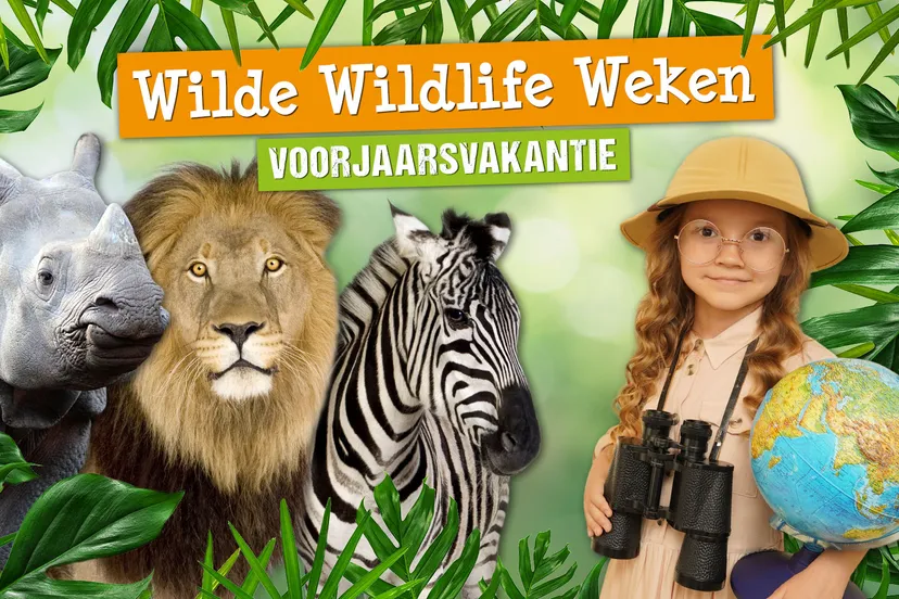in de voorjaarsvakantie maken bezoekers van dierenpark amersfoort kennis met een nieuw programma de wilde wildlife weken