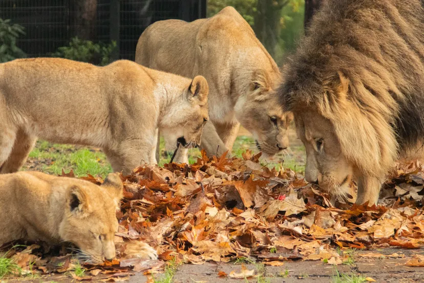 in dierenpark amersfoort worden gevallen herfstblaadjes hergebruikt bij de leeuwen