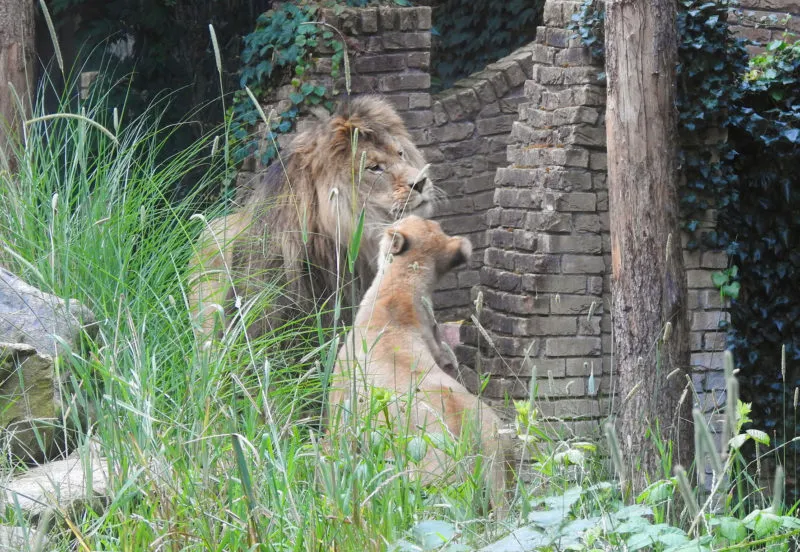 introductie leeuwen dierenpark amersfoort 2 e1594210050268