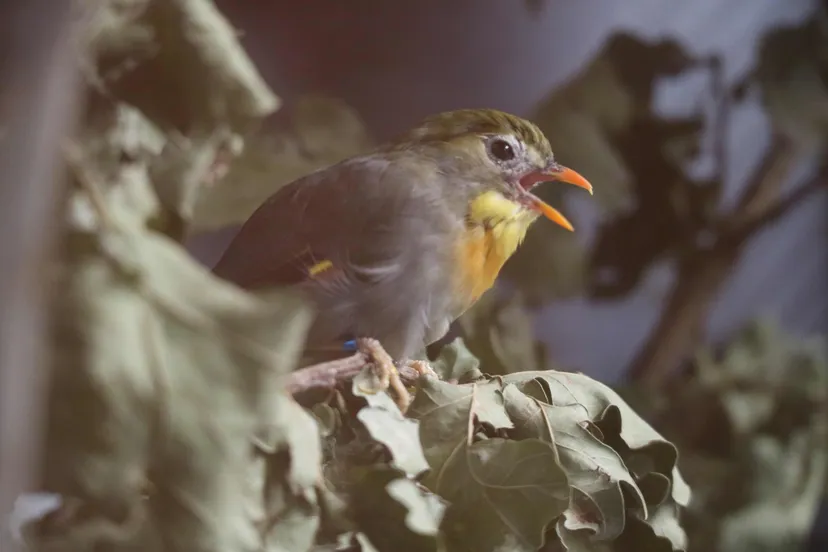 japanse nachtegaal 2