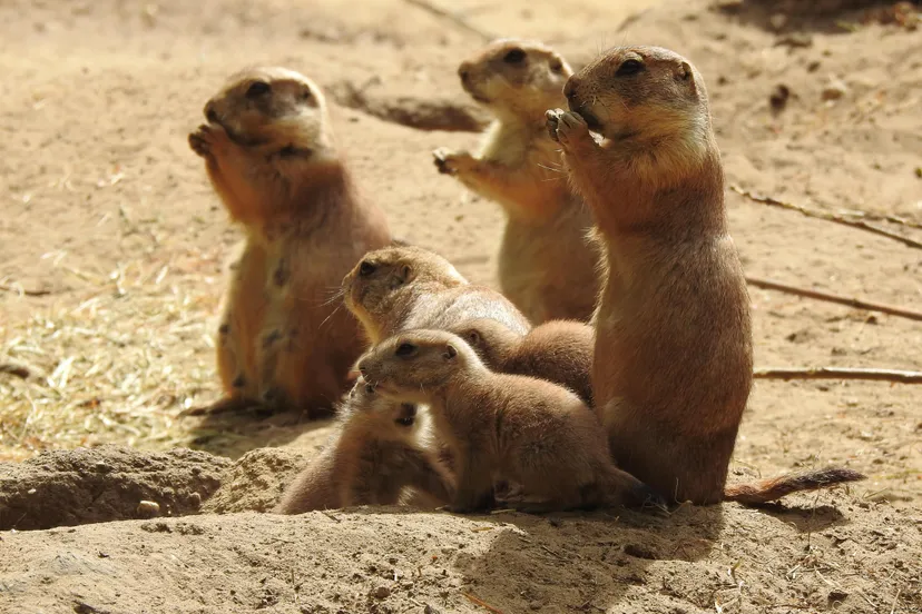 jonge en volwassen prairiehondjes