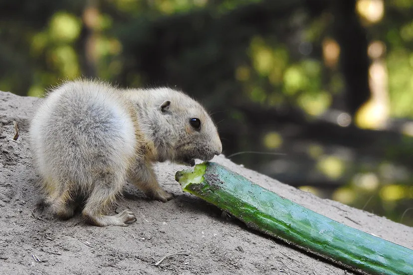 jonge prairiehond knabbelt aan komkommer