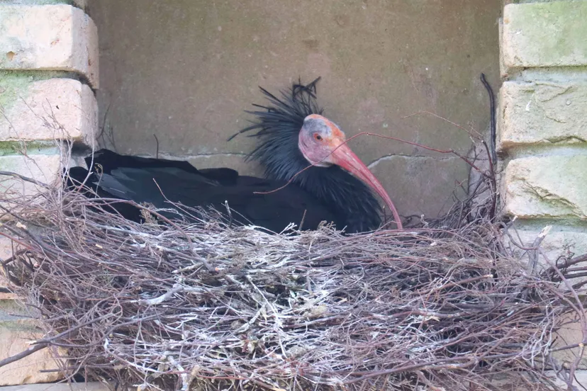 kaalkopibis op nest