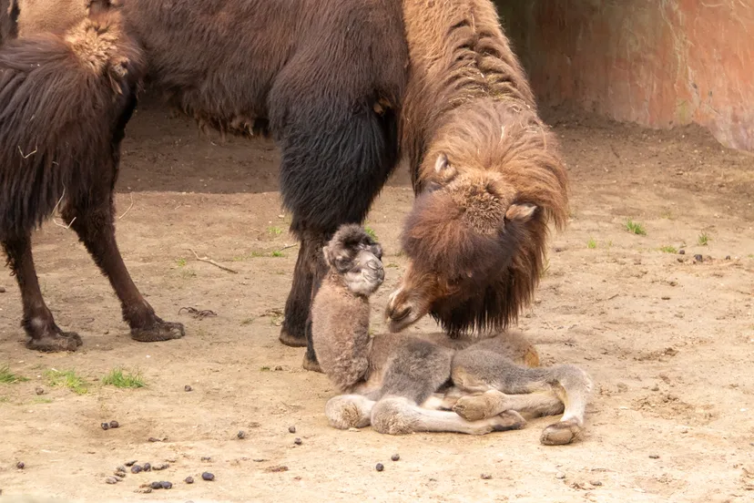 kameel rosa is een ervaren moeder